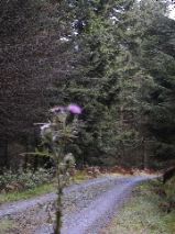 Thistle - Clunie Walk - Piltochry