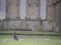 Rievaulx Abbey cat