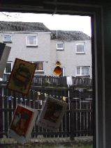 Cat on the Fence