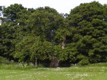 Balmerino Abbey Tree 2