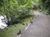 Blackford Pond